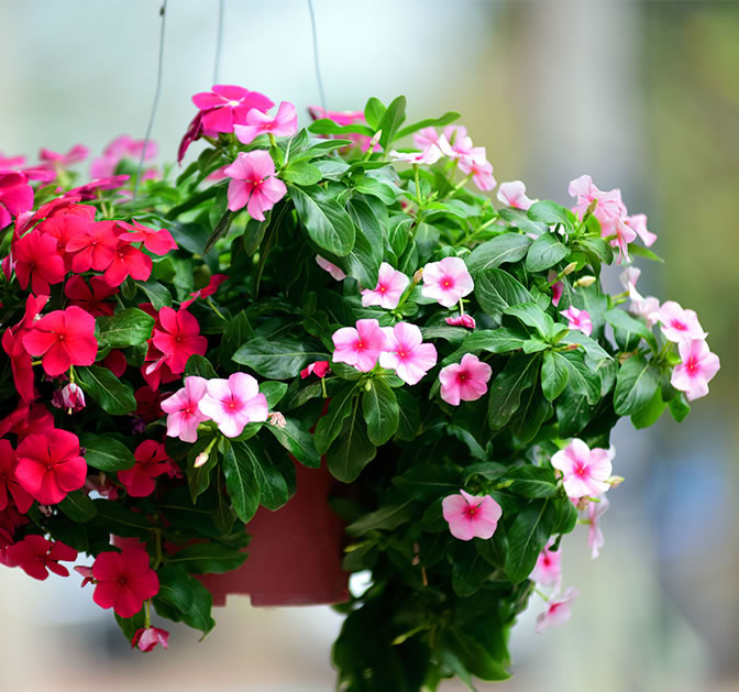 Hanging Baskets