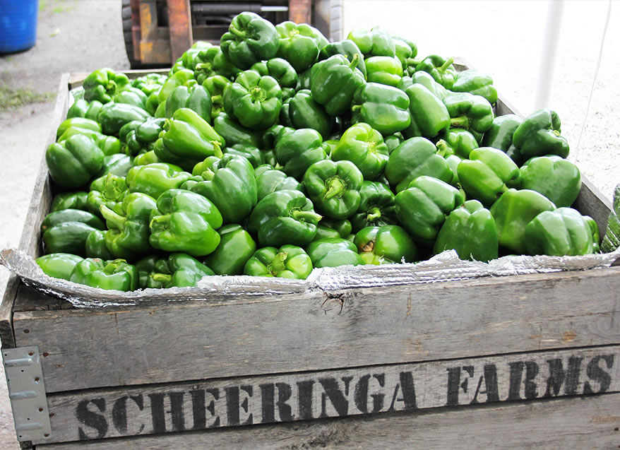 Green peppers