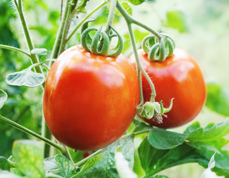 Vegetable Plants