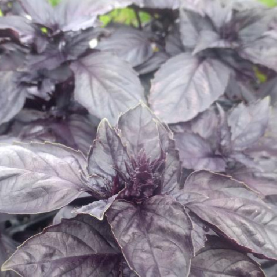 Basil