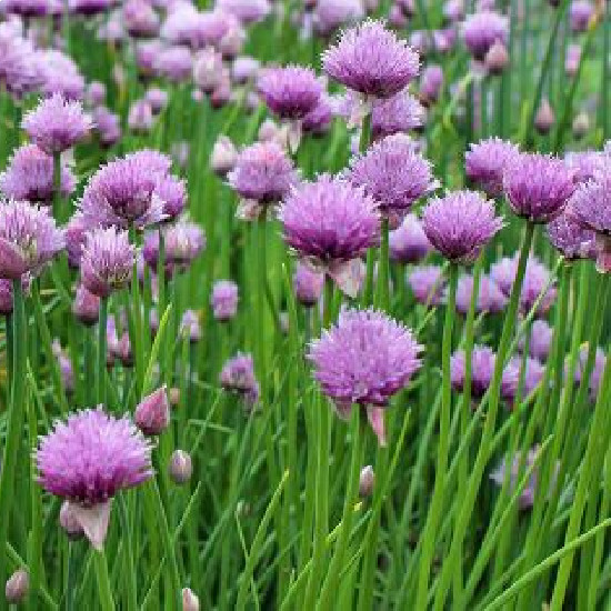 Chives