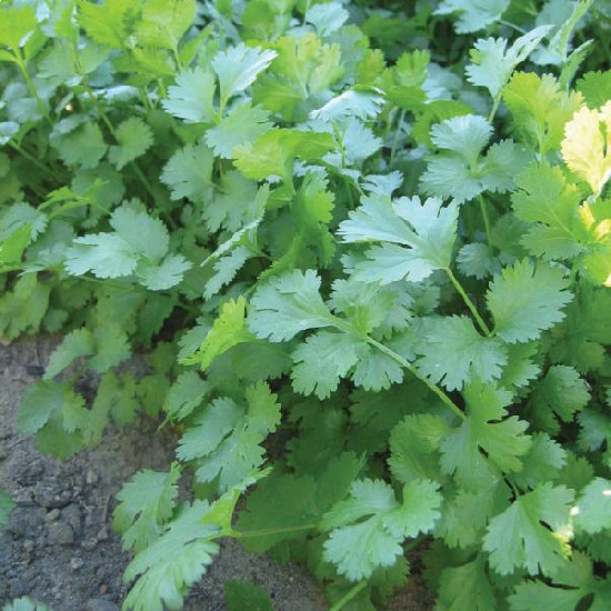 Coriander