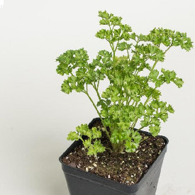 Parsley