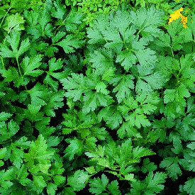 Parsley