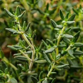 Thyme