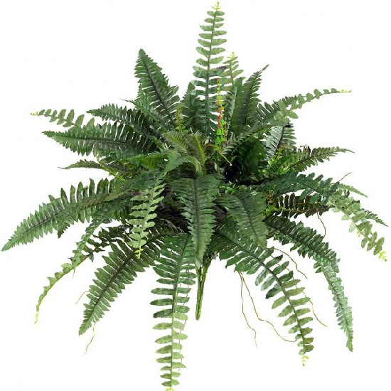 Boston Fern