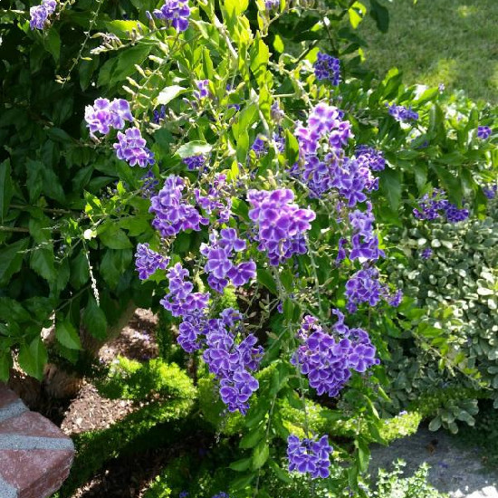 Duranta Bush