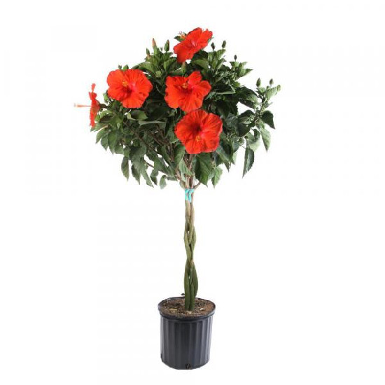 Hibiscus Braided Tree