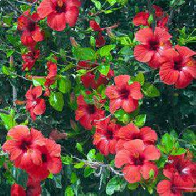 Hibiscus Bush