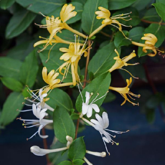 Honeysuckle Trellis