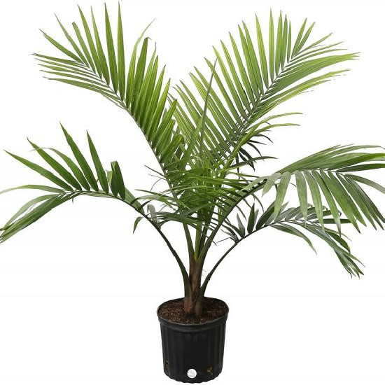Majesty Palm Tree