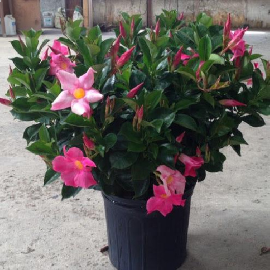 Mandevilla Diplandenia Bush