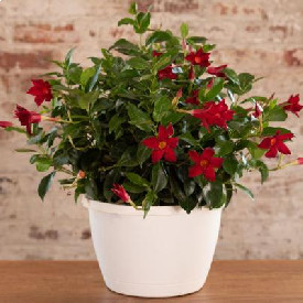 Mandevilla Diplandenia Bush
