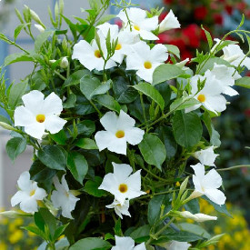 Mandevilla Diplandenia Bush