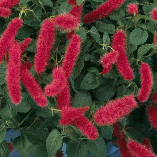 Acalypha (Chenille Plant) Acalypha (Chenille Plant)