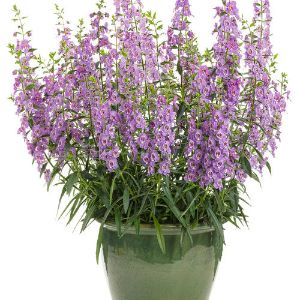 Angelonia