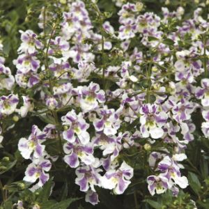 Angelonia