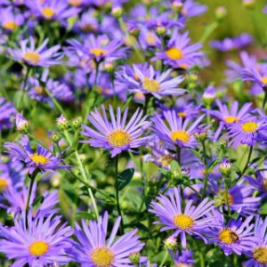 Asters