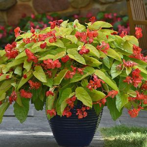 Begonias - Canary Wing
