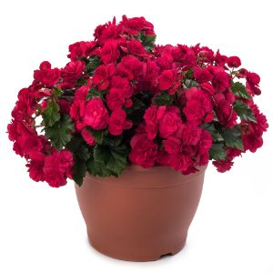 Begonias - Solenia Begonias - Solenia