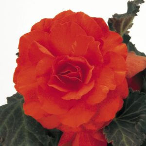 Begonias - Tuberous