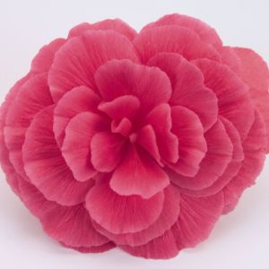 Begonias - Tuberous Begonias - Tuberous