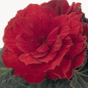 Begonias - Tuberous