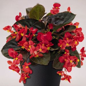 Begonias - Wax Begonias - Wax
