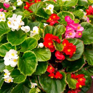 Begonias - Wax