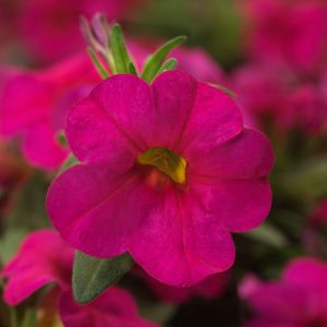 Calibrachoa Calibrachoa