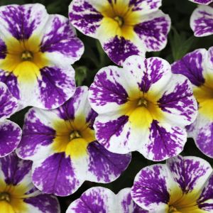 Calibrachoa (Proven Winners)