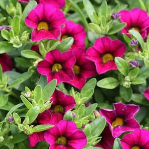 Calibrachoa