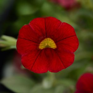 Calibrachoa