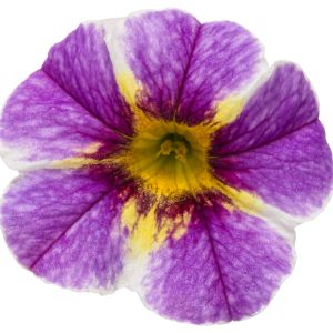 Calibrachoa (Proven Winners)