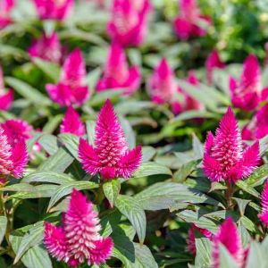 Celosia Celosia