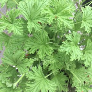 Citronella Citronella