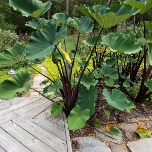 Colocasia (Proven Winners) Colocasia (Proven Winners)