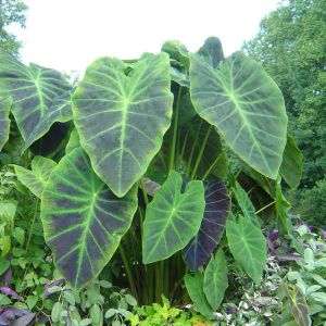 Colocasia (Proven Winners)