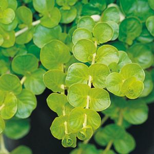 Creeping Jenny