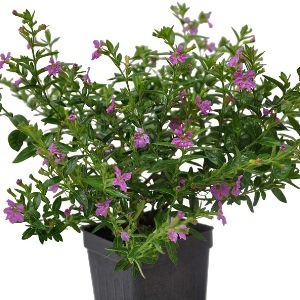Cuphea (Mexican Heather) Cuphea (Mexican Heather)