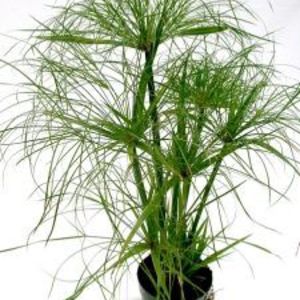 Cyperus Cyperus