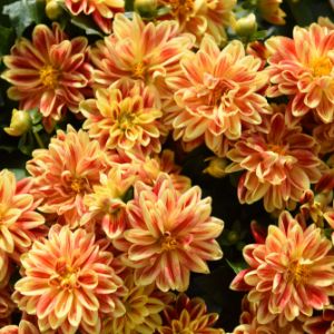 Dahlia Dahlia