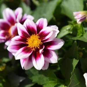 Dahlia