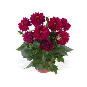Dahlia