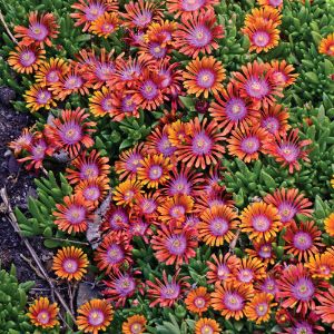 Delosperma (Proven Winners) Delosperma (Proven Winners)
