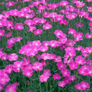 Dianthus Dianthus