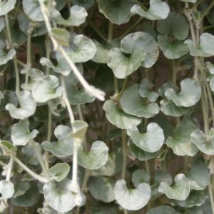 Dichondra (Silver Falls) Dichondra (Silver Falls)