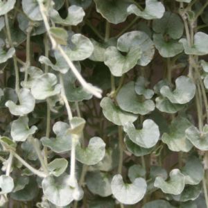 Dichondra (Silver Falls)