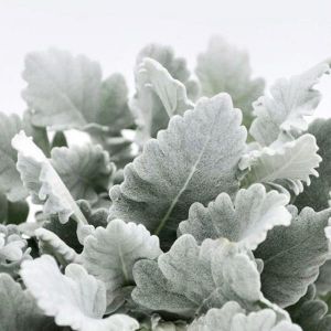 Dusty Miller Dusty Miller