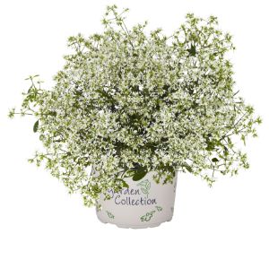 Euphorbia Euphorbia